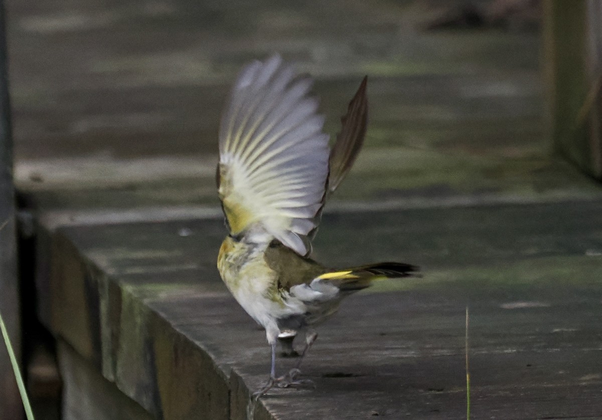 סבכון חכלילי - ML645912442