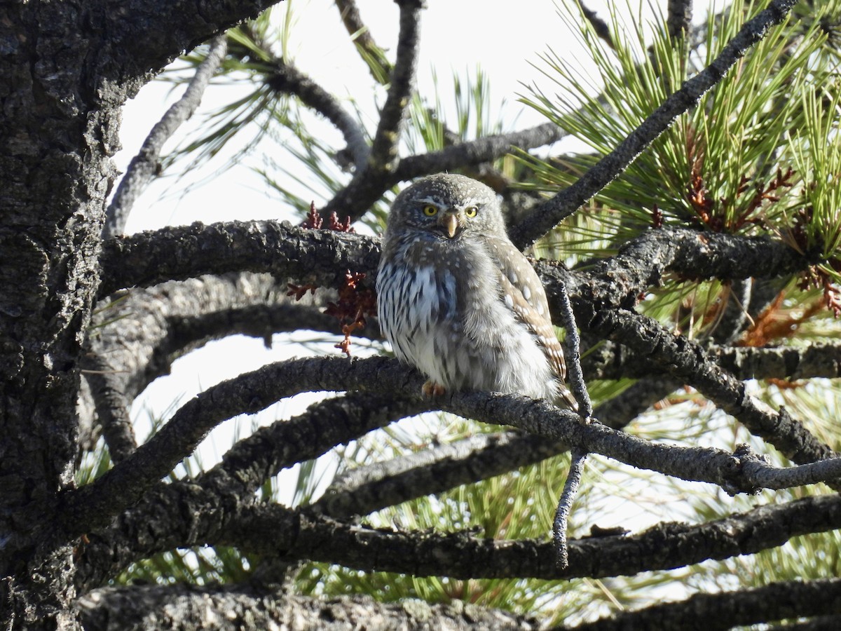 Northern Pygmy-Owl - ML645912449