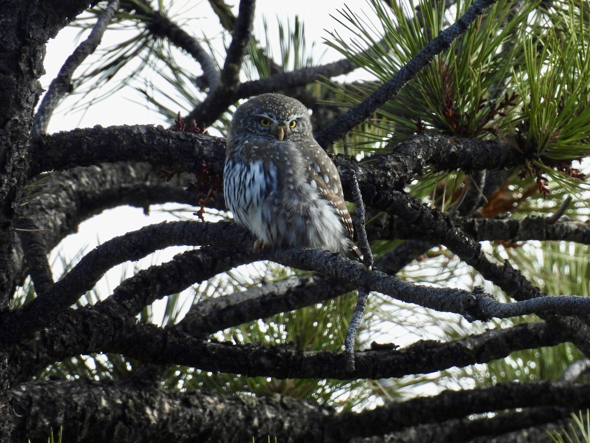Northern Pygmy-Owl - ML645912450