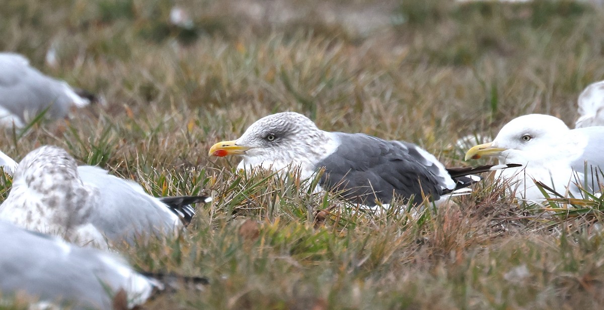 ニシセグロカモメ - ML645912453