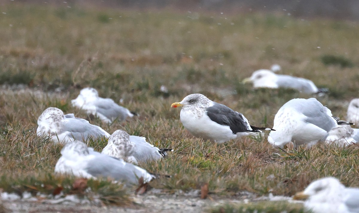 ニシセグロカモメ - ML645912454