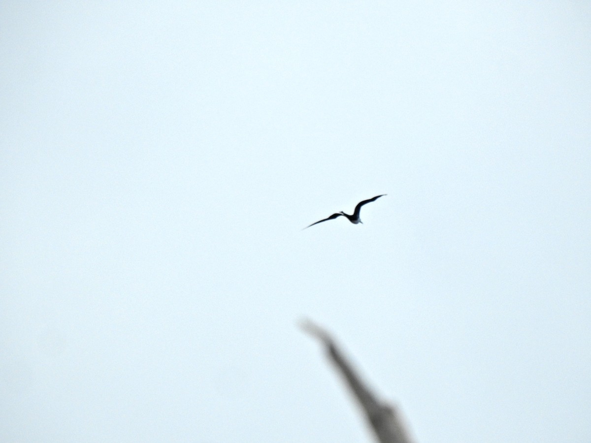 fregatka vznešená - ML645912456