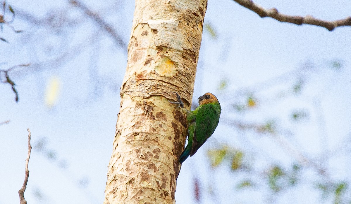 Buff-faced Pygmy-Parrot - ML645912461