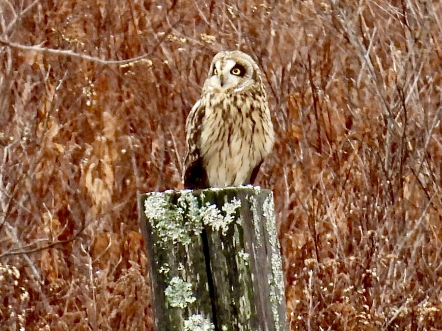 jordugle - ML645912471