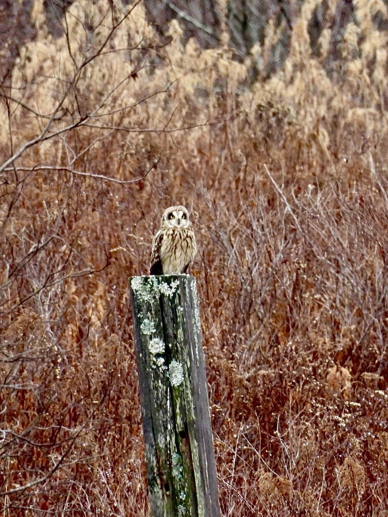 jordugle - ML645912472