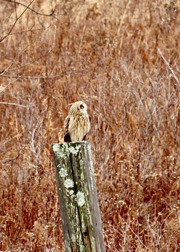 jordugle - ML645912473