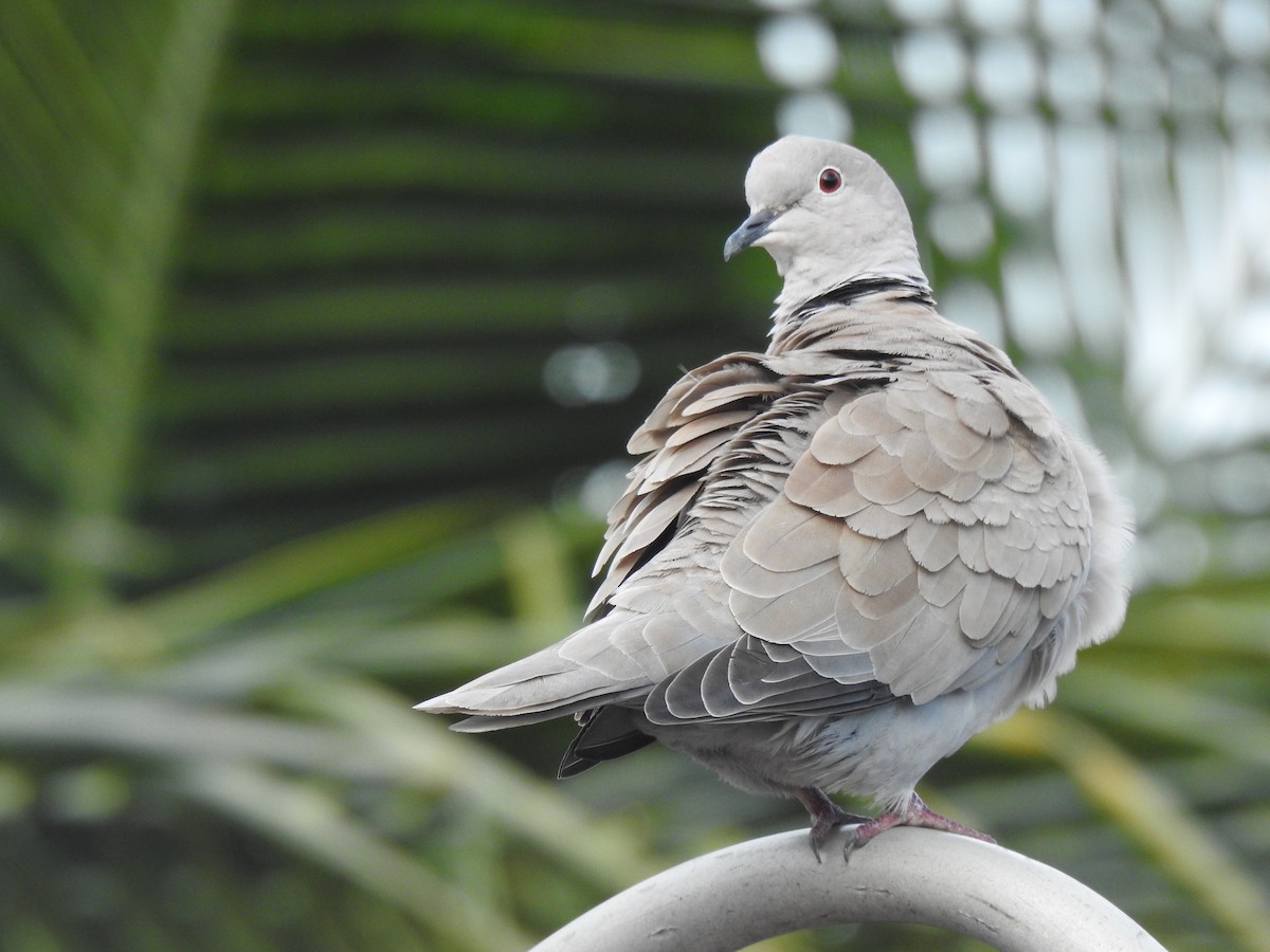 hrdlička zahradní - ML645912477