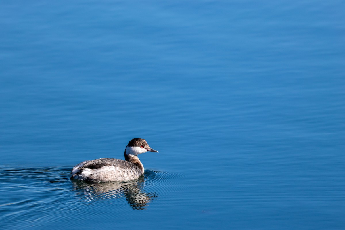 ミミカイツブリ - ML645912478