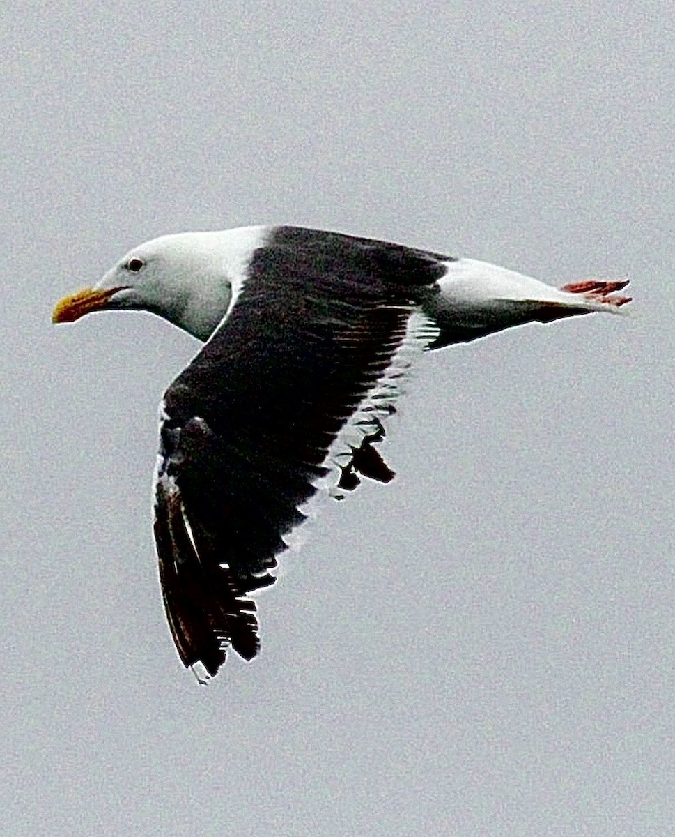 Western Gull - ML645912491