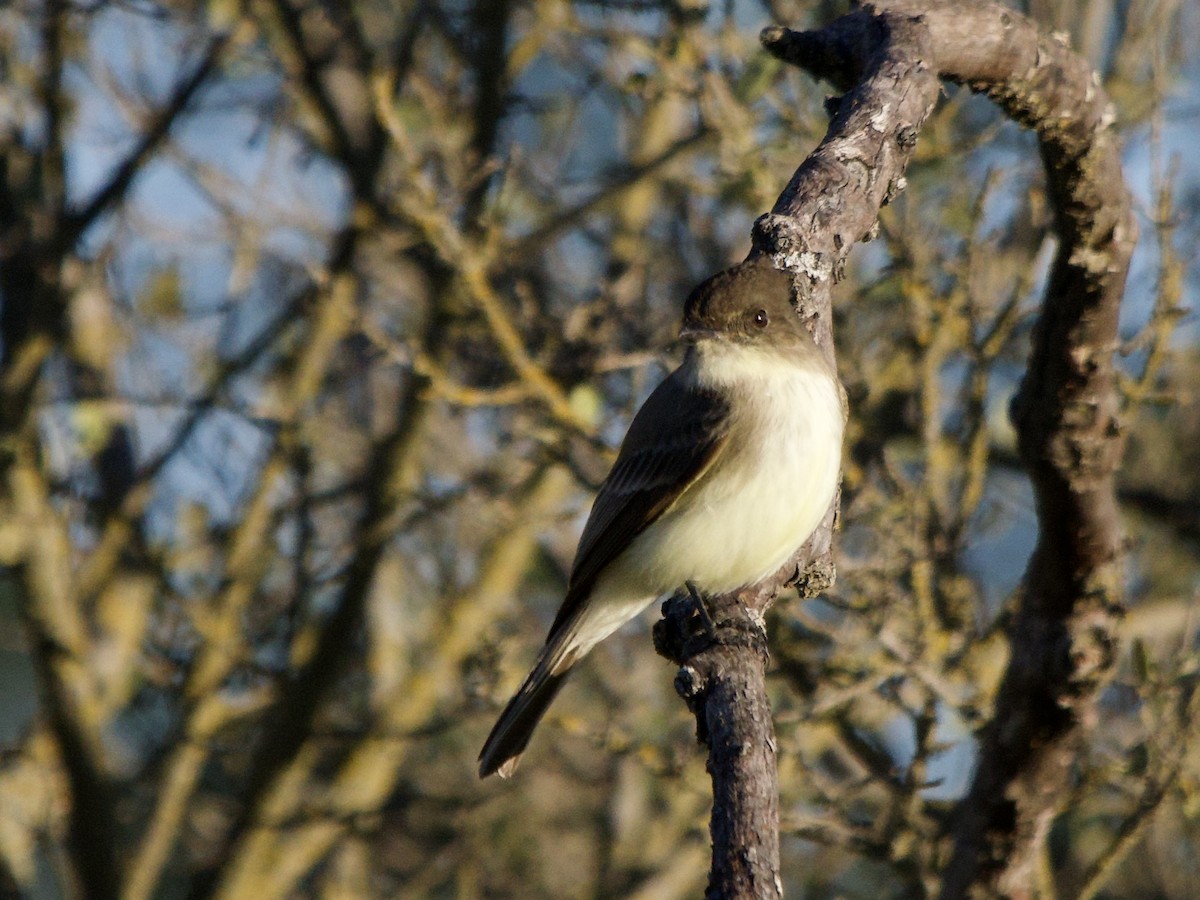 Eastern Phoebe - ML645912493
