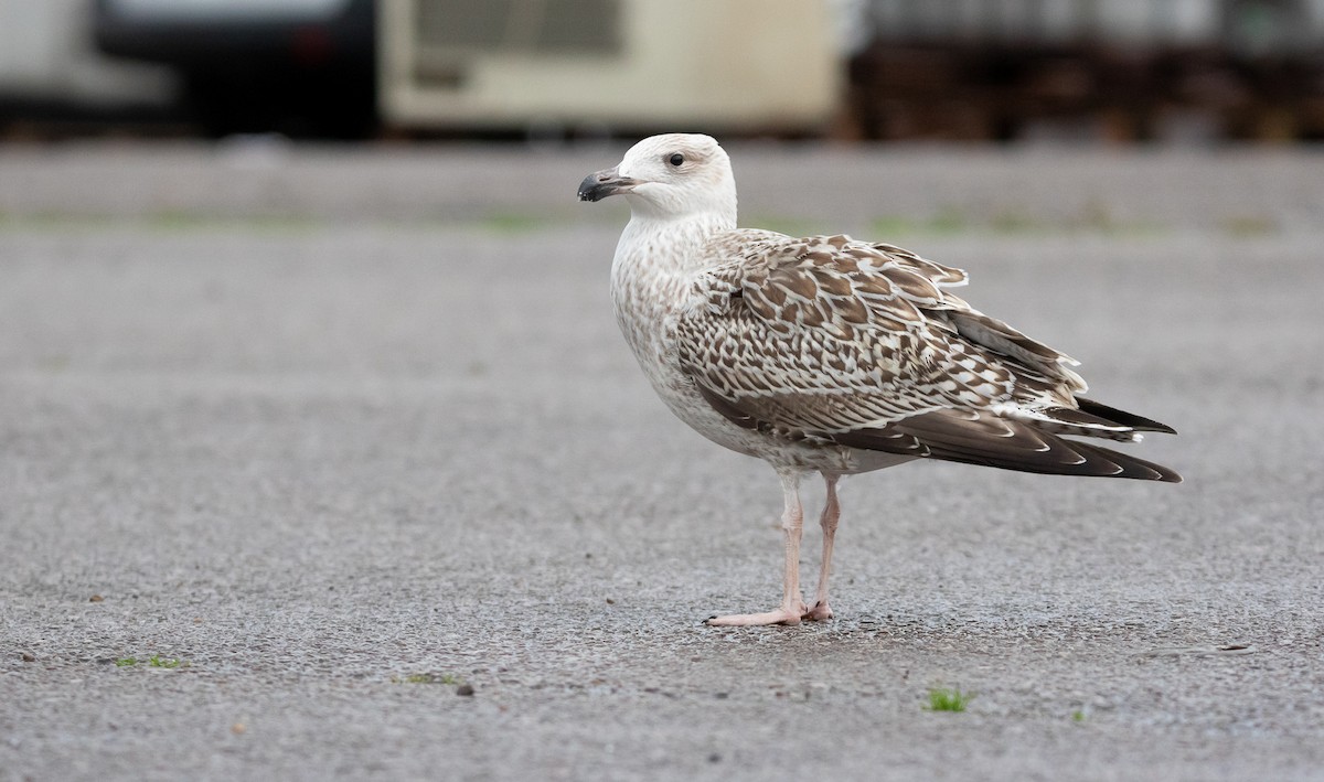 Büyük Kara Sırtlı Martı - ML645912499