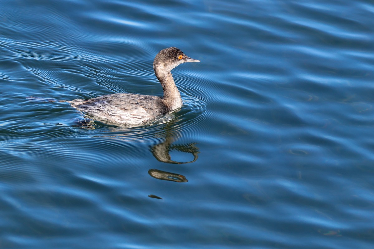 Eared Grebe - ML645912500