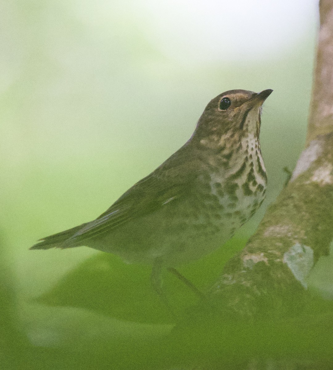 Ластівка сільська - ML645912504