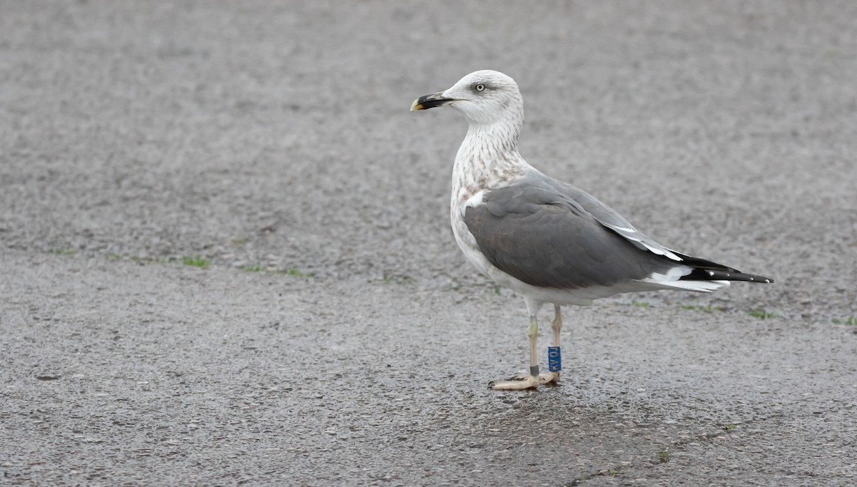 ニシセグロカモメ - ML645912505