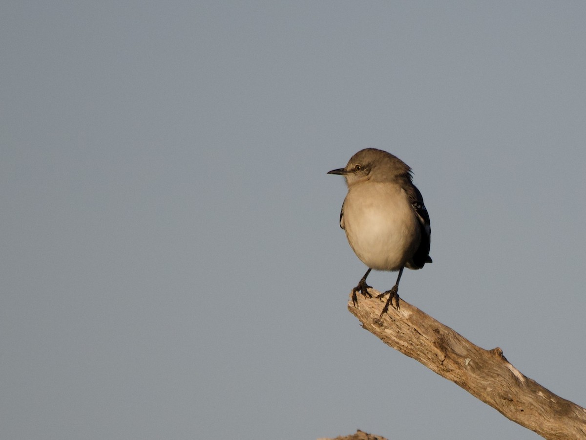Northern Mockingbird - ML645912506