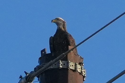 Bald Eagle - ML645912511