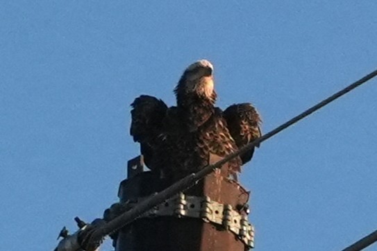 Bald Eagle - ML645912512