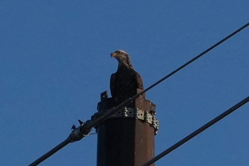 Bald Eagle - ML645912513