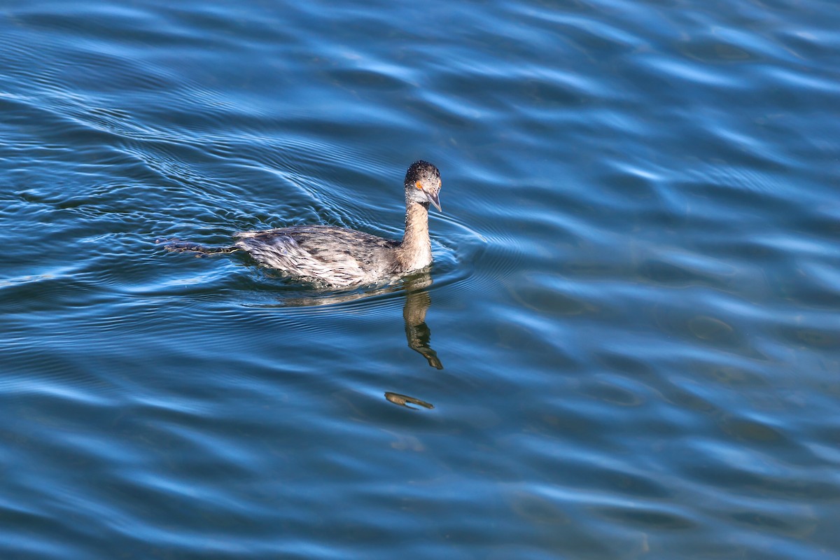 Eared Grebe - ML645912516
