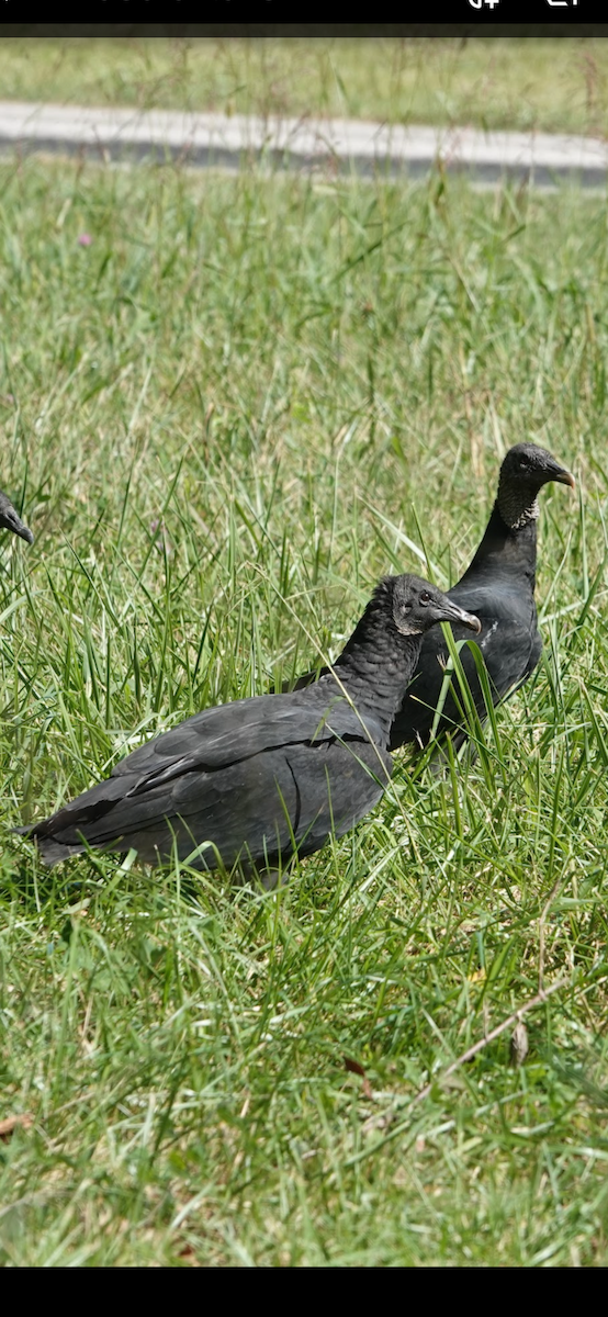 Катарта чорна - ML645912538