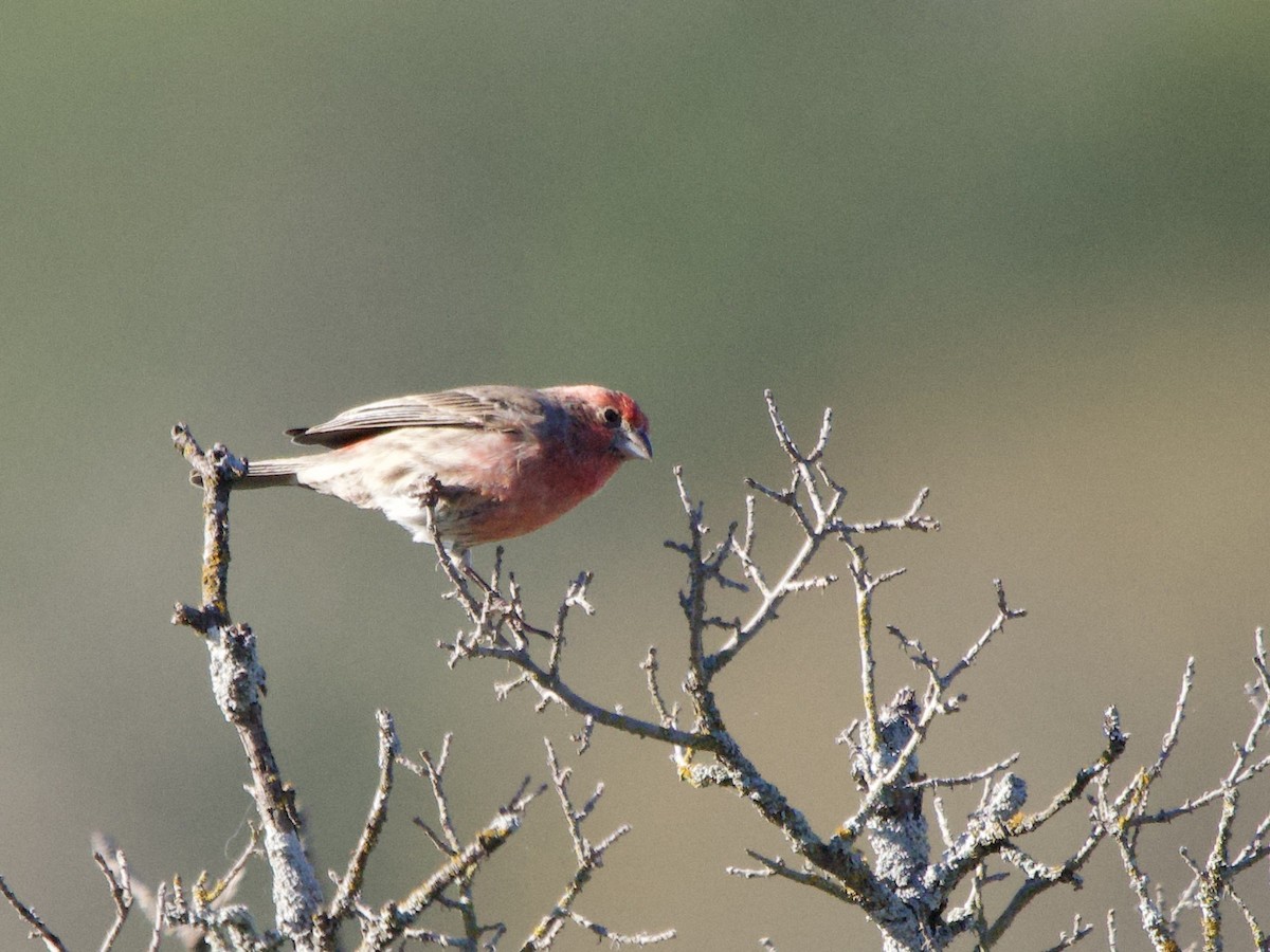 House Finch - ML645912539