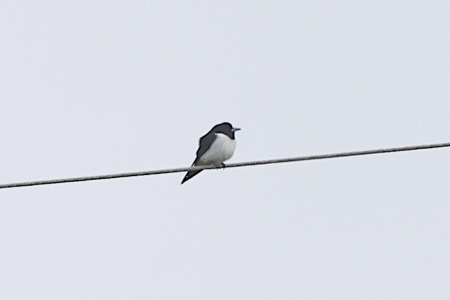 Great Woodswallow - ML645912553