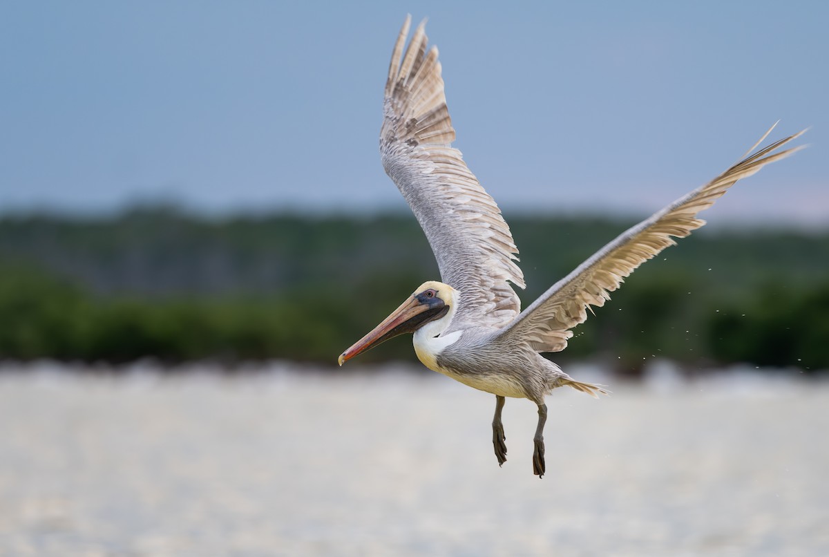Brown Pelican - ML645912554