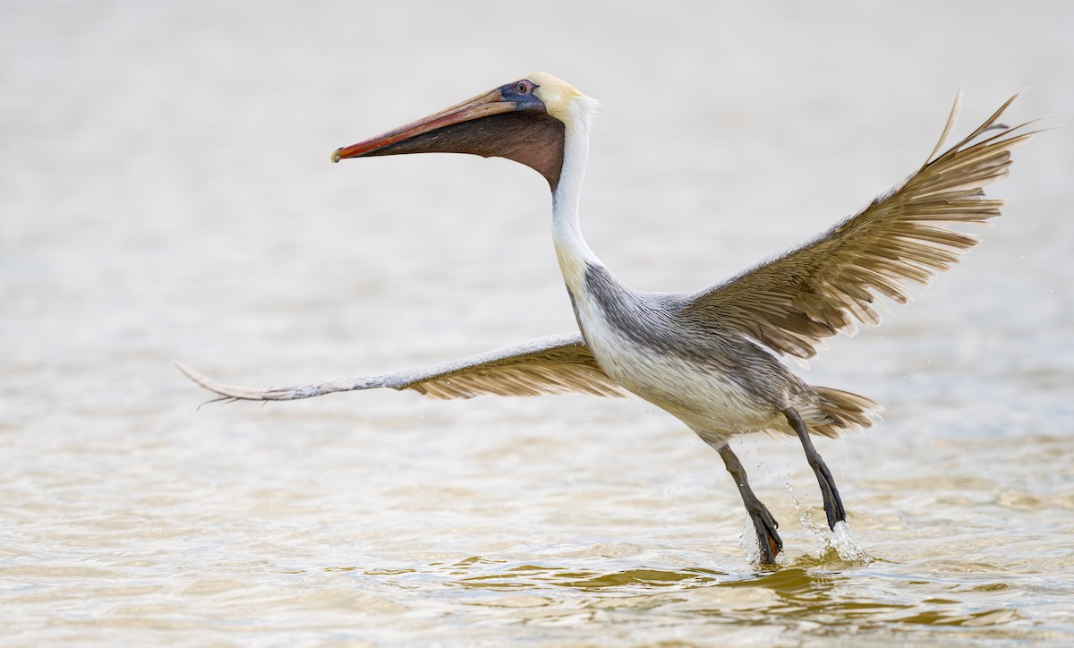 Brown Pelican - ML645912555