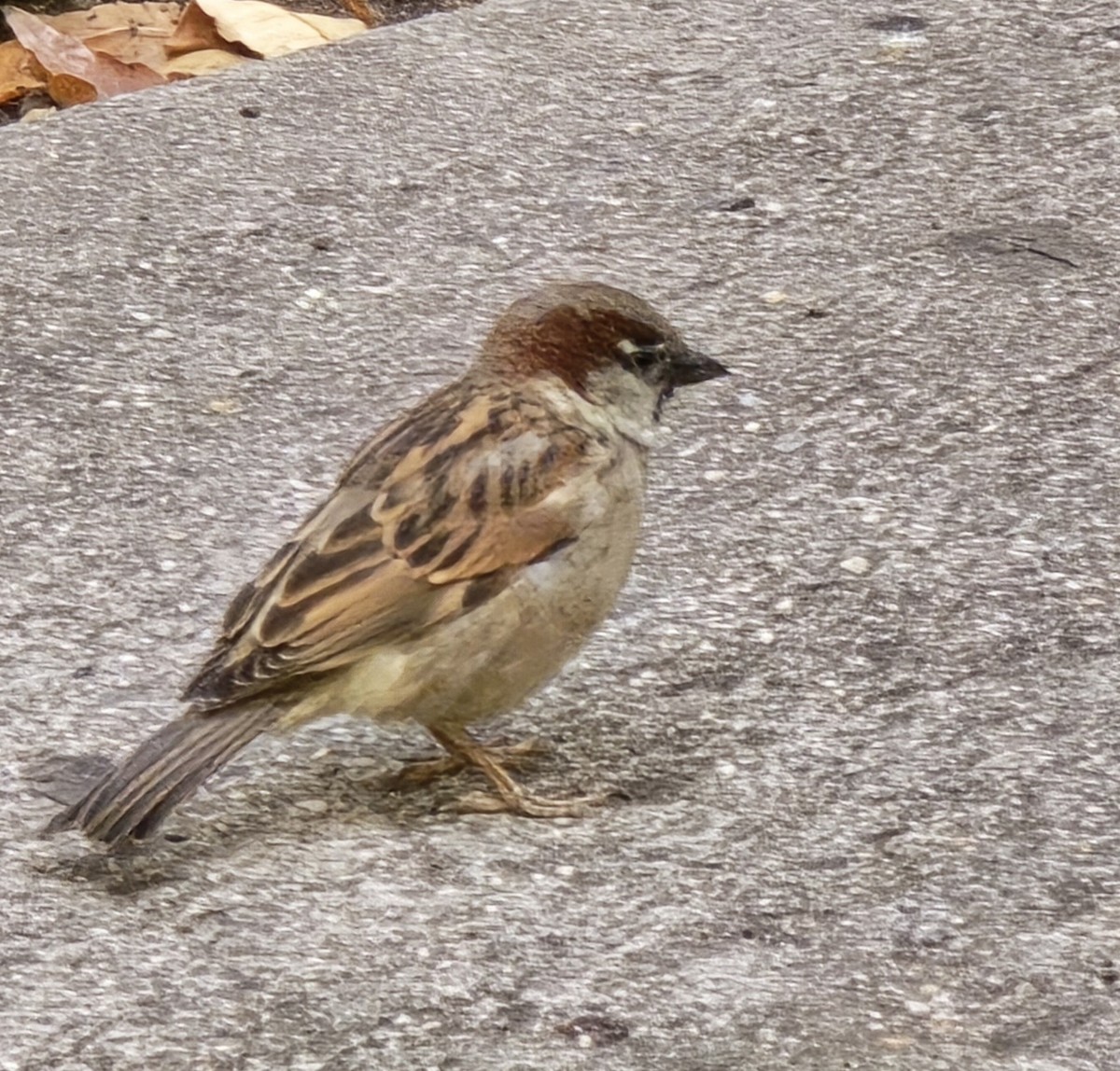 House Sparrow - ML645912557