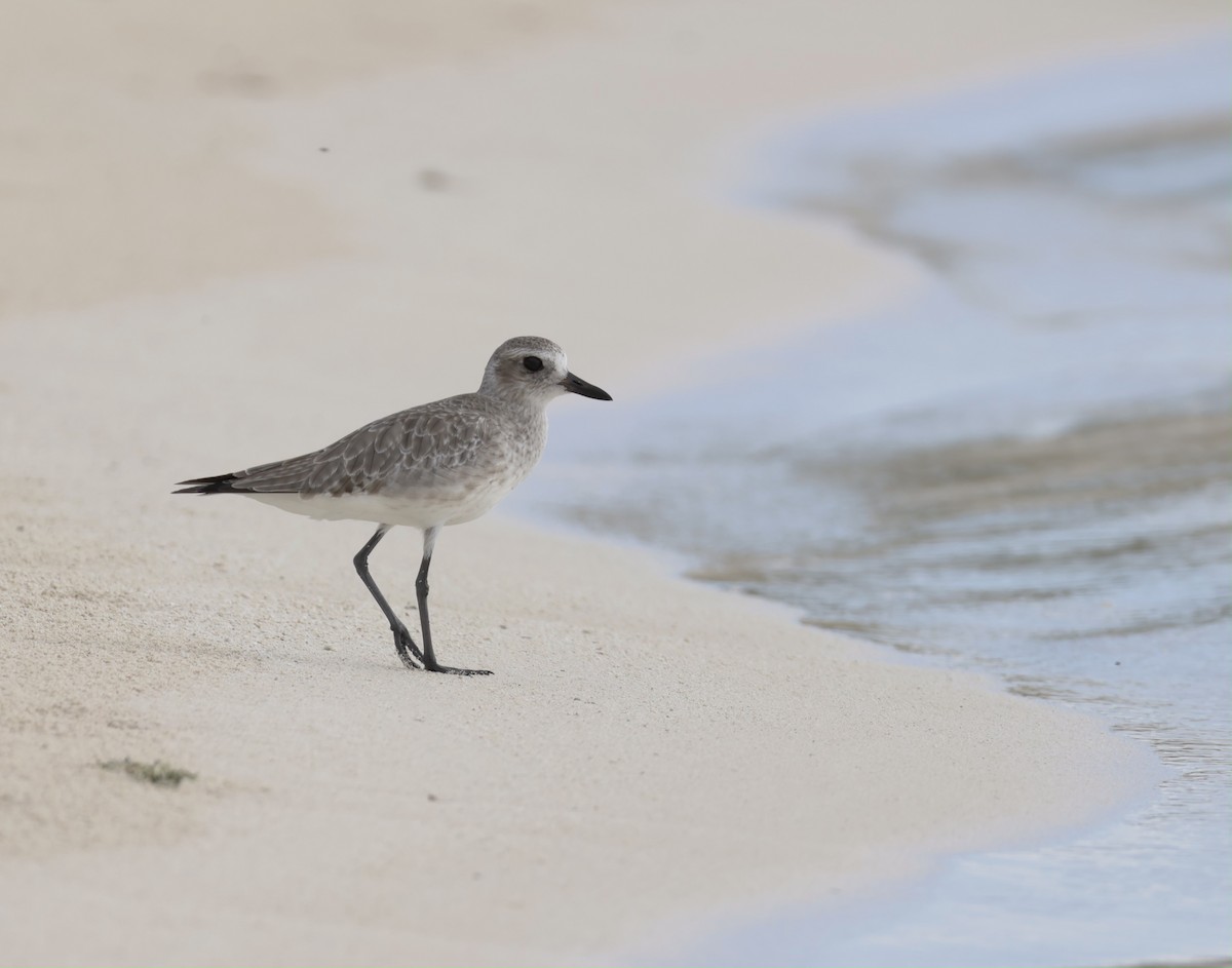 Black-bellied Plover - ML645912558