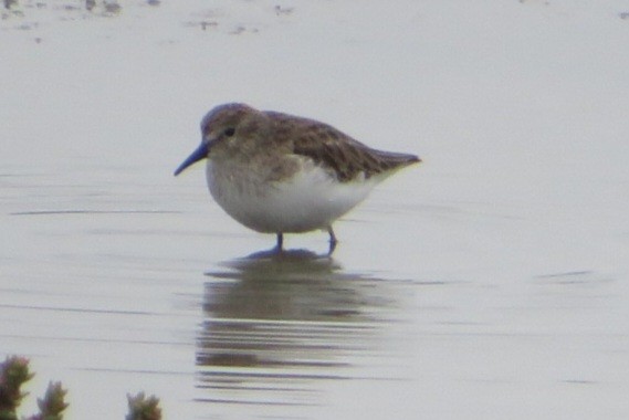 Least Sandpiper - ML645912560