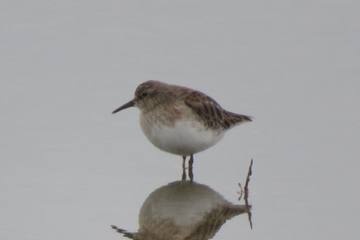 Least Sandpiper - ML645912561