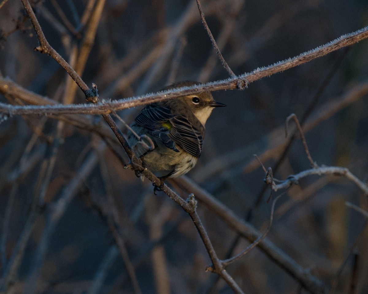 Yellow-rumped Warbler - ML645912562