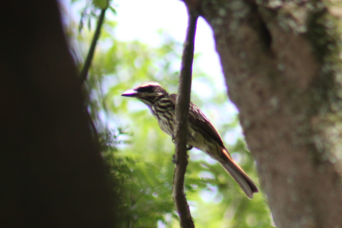 Streaked Flycatcher - ML645912571