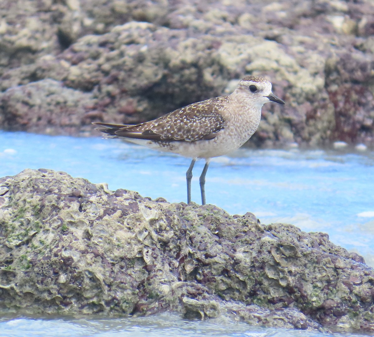 American Golden-Plover - ML645912586