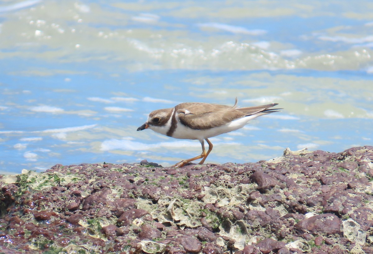 Semipalmated Plover - ML645912590