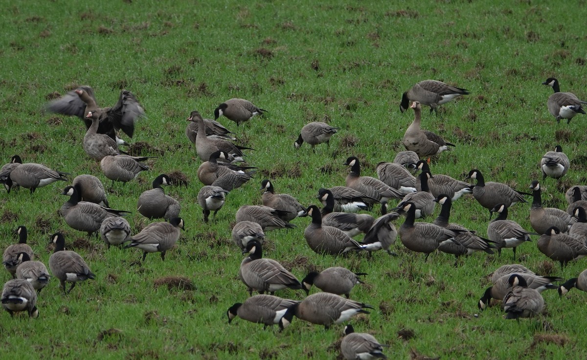 husa běločelá - ML645912592