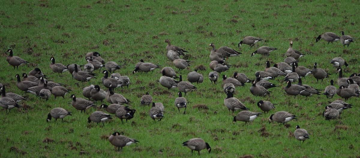 husa běločelá - ML645912593