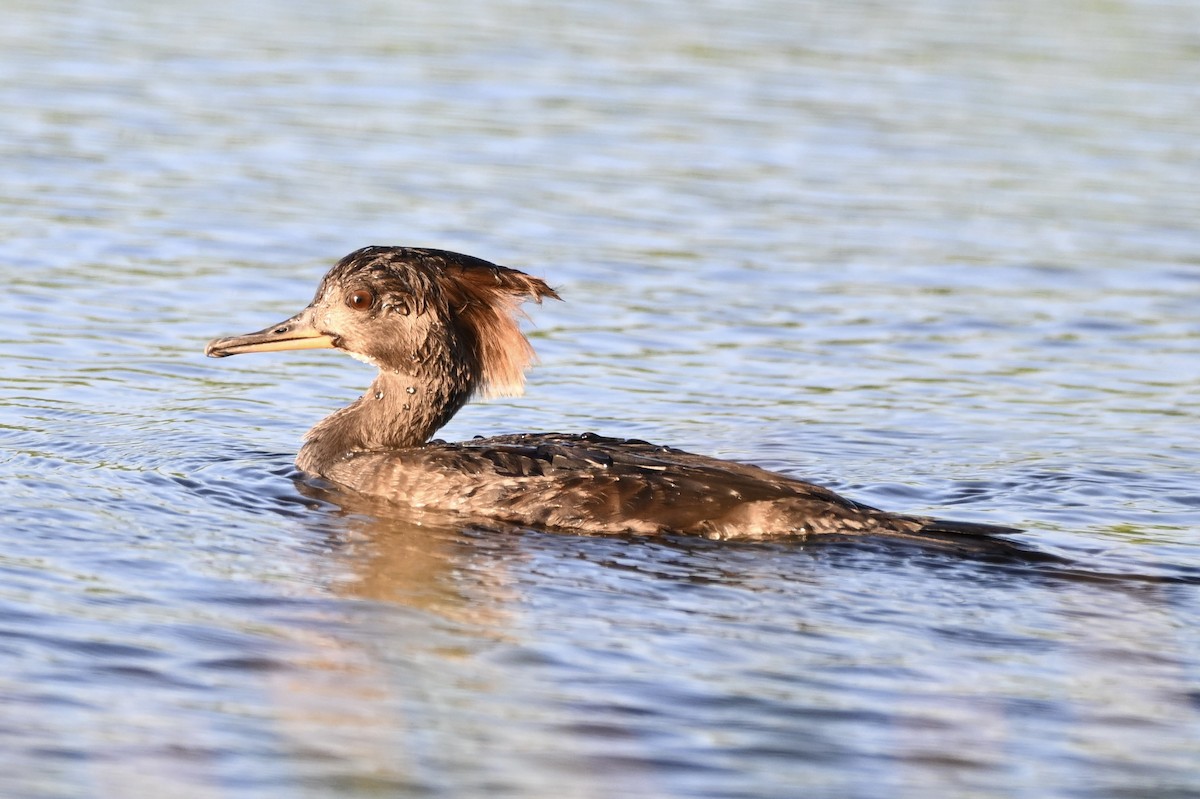 Hooded Merganser - ML645912595