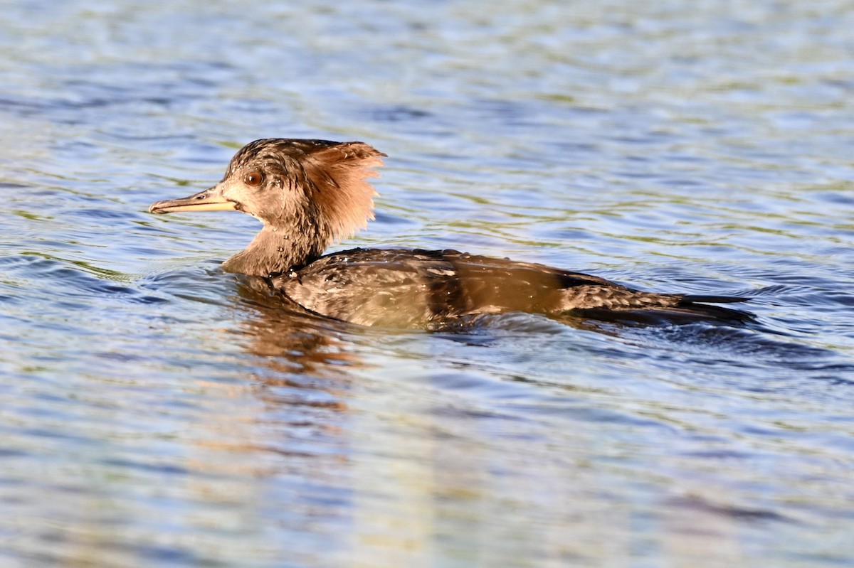 Hooded Merganser - ML645912596