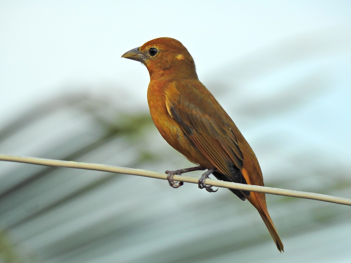 piranga ohnivá - ML645912598