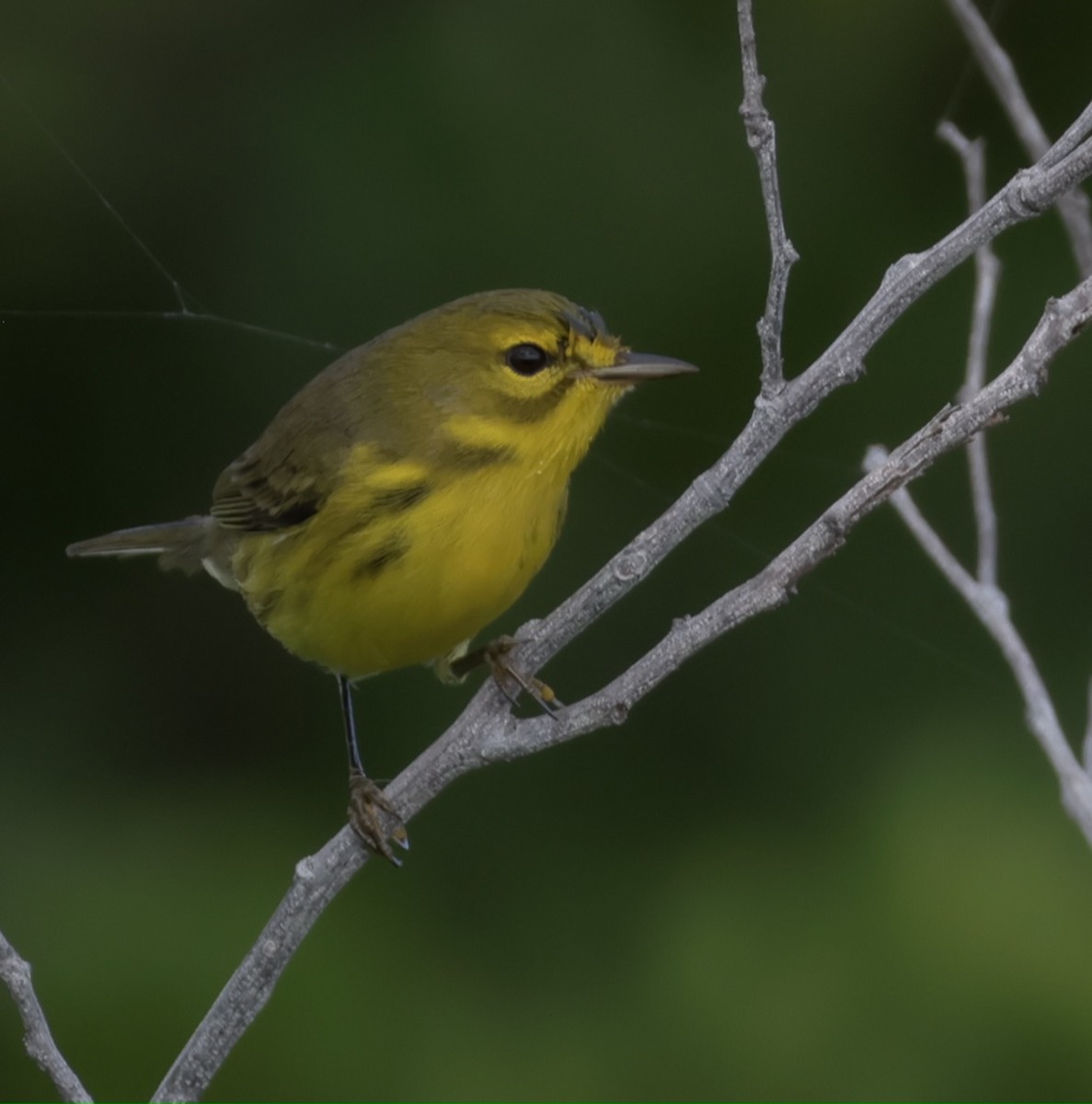 Prairie Warbler - ML645912605