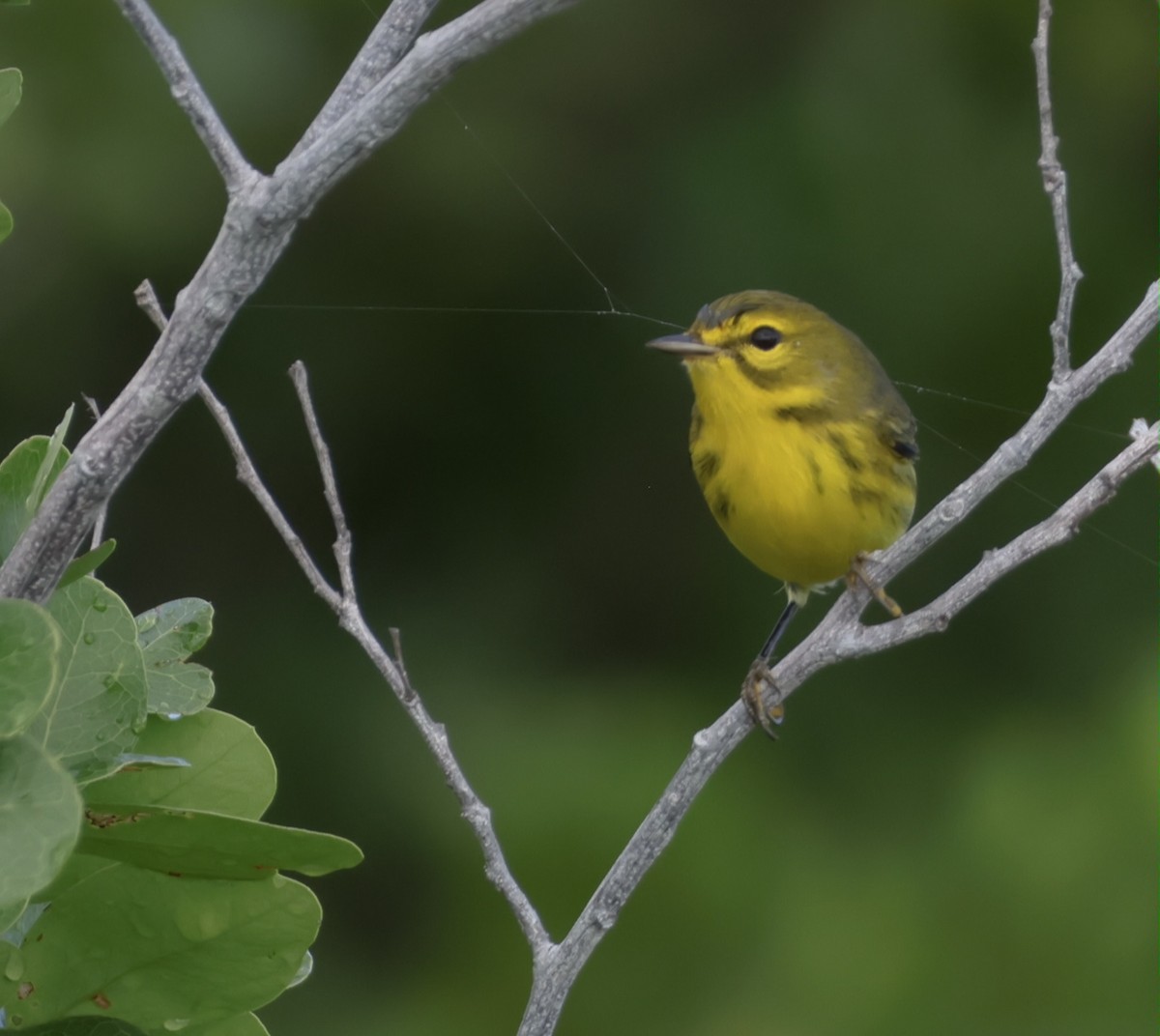Prairie Warbler - ML645912606