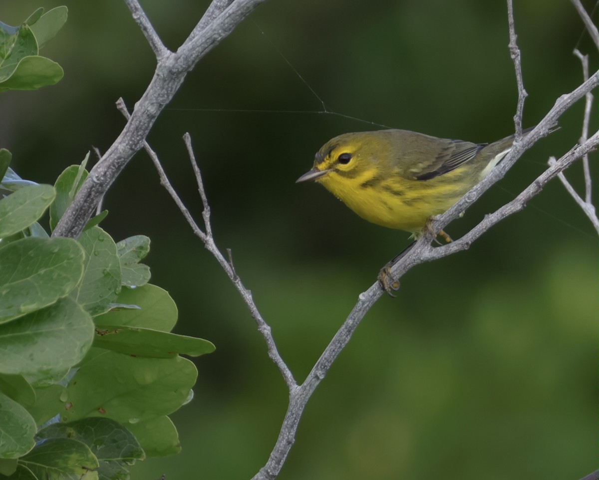 Prairie Warbler - ML645912607