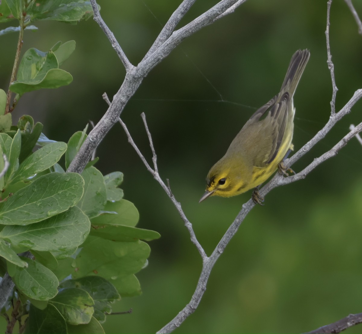 Prairie Warbler - ML645912608