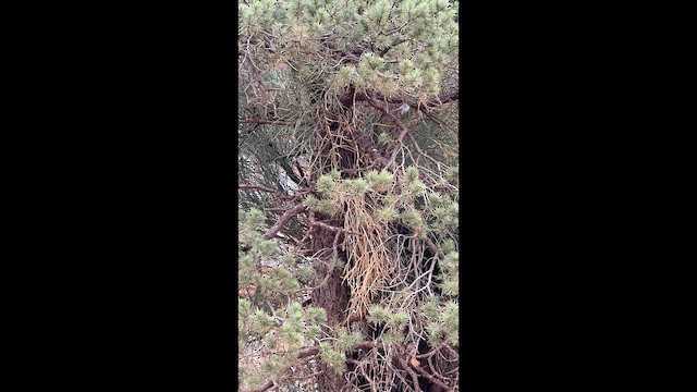 Ополовник американський - ML645912609