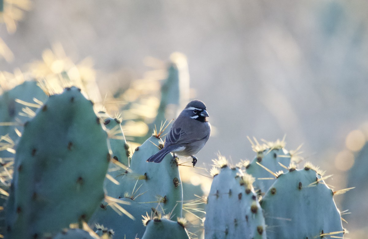 Black-throated Sparrow - ML645912611