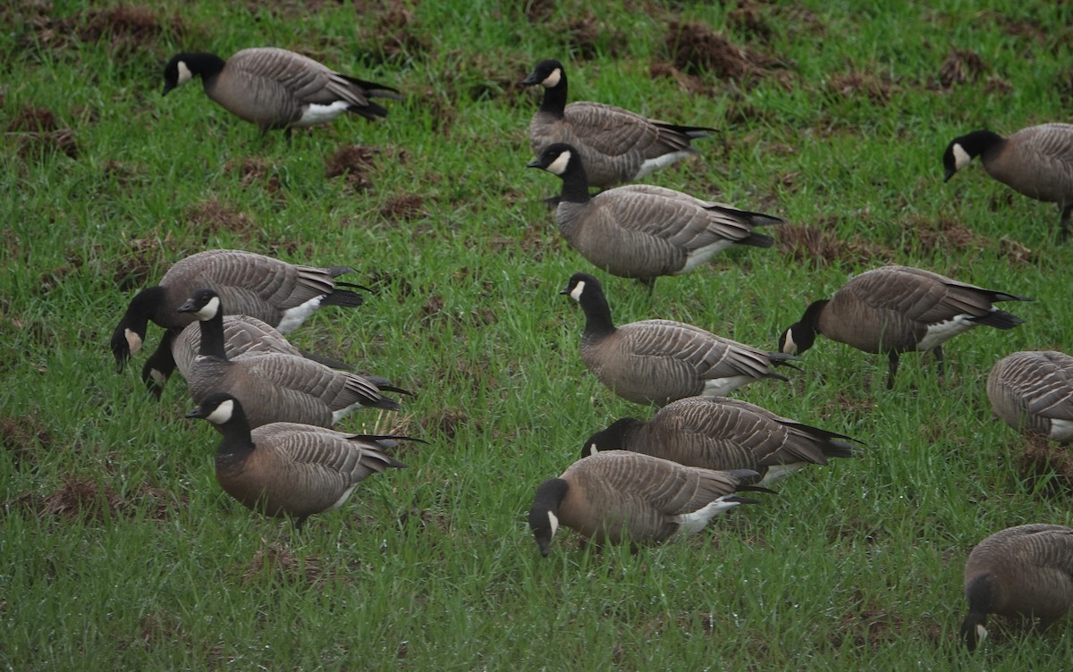 Cackling Goose (minima) - ML645912614