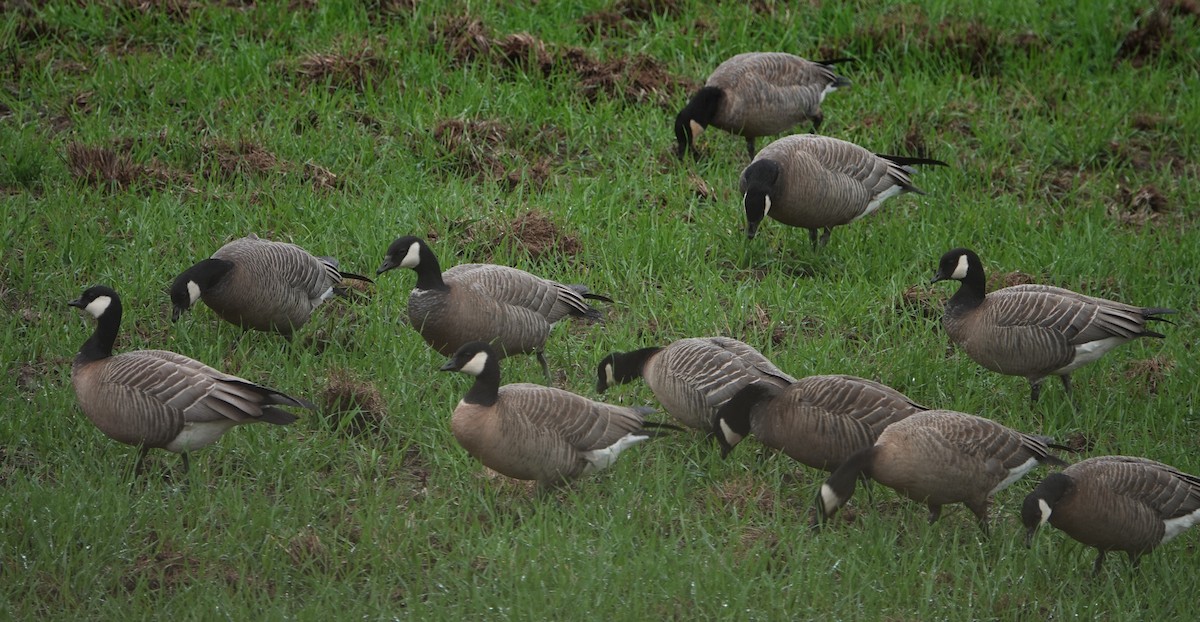 Cackling Goose (minima) - ML645912615
