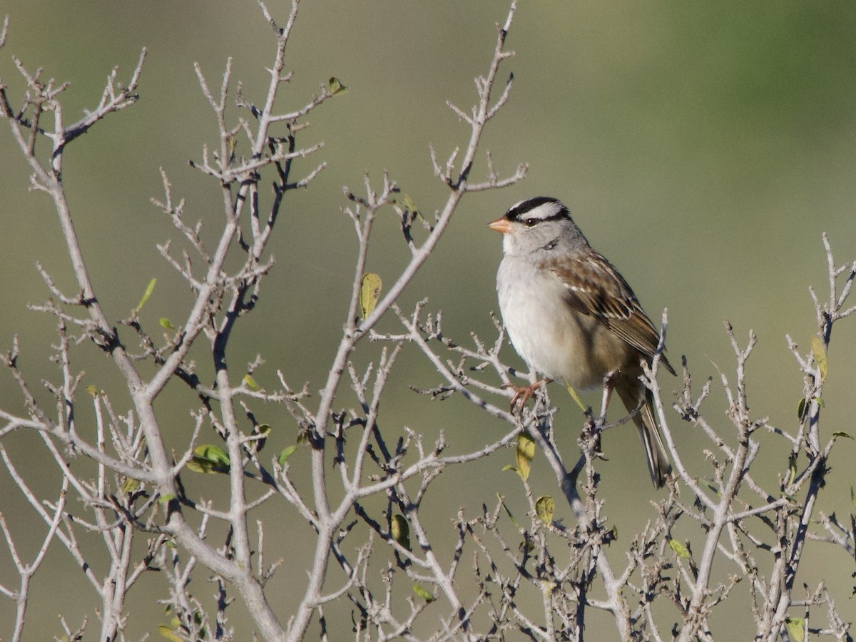 White-crowned Sparrow - ML645912619